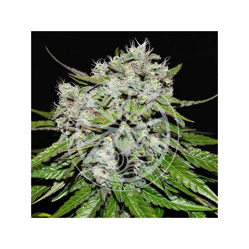 Neville's Rose Auto, Фасовка: 3